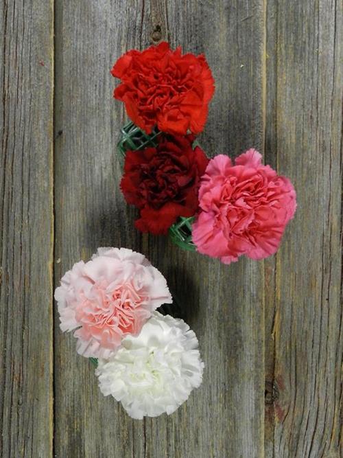 VALENTINE`S DAY PACK  ASSORTED CARNATIONS